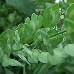 Mummenhoffia alliacea Leaf