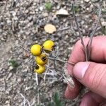 Solanum elaeagnifolium Fruct