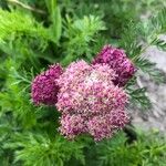 Mutellina purpurea Flower