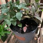 Fittonia albivenisЛіст