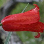 Fritillaria recurva Цвят