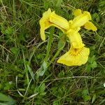 Iris pseudacorus Kukka