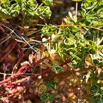 Euphorbia portlandica Žiedas