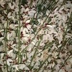 Retama raetam Fleur