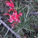 Grevillea rosmarinifolia Õis