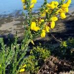 Cytisus scopariusFlower