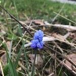 Muscari azureum Lorea