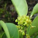 Phyllanthus aeneus