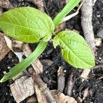 Vigna radiata Levél