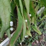 Pseudorhipsalis ramulosa Leaf