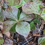 Cornus canadensis Hábito