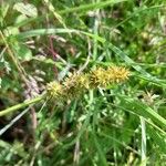Carex vulpinoidea ফুল