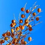 Nannorrhops ritchieana Fruit