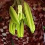 Fritillaria meleagris Other