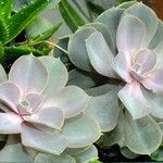 Echeveria gibbiflora Leaf