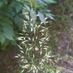 Trisetum flavescens Цветок