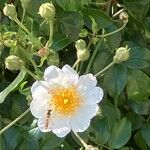 Rosa sempervirens Цветок
