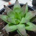 Haworthia marumiana Yaprak