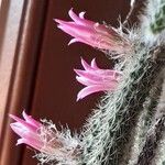 Aporocactus flagelliformis Floare