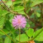 Mimosa pudicaFlor