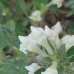 Galeopsis segetum Flower