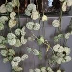 Ceropegia woodii Fuelha