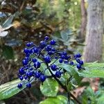 Hydrangea febrifuga Frutto