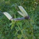 Chamaecytisus supinus ফল