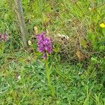 Anacamptis morioFlower