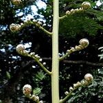 Cyathea arborea Hoja
