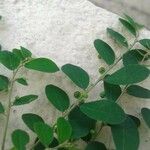 Phyllanthus niruri 果実