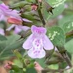 Clinopodium menthifolium Flower