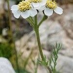 Achillea atrata Flower