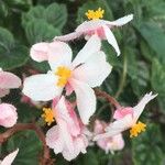 Begonia incarnata Floare