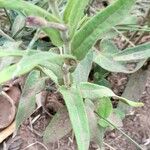 Oxypetalum solanoides Hoja