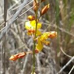 Hoffmannseggia glauca Flower