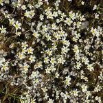 Ranunculus trichophyllus Natur