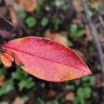 Cotoneaster acutifolius Folha