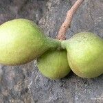 Acropogon schefflerifolius Fruit