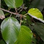 Coussapoa villosa Blad