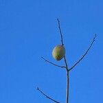 Ceiba speciosa Fruit