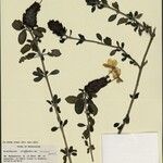 Crossandra poissonii その他の提案