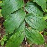 Maianthemum racemosum 葉