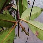 Rhizophora racemosa Лист