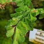 Adiantum tenerum Hoja