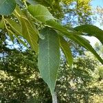 Fraxinus pennsylvanicaLeaf