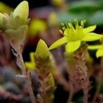 Sedum greggii Flor