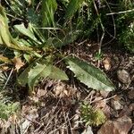 Crepis conyzifolia Leaf