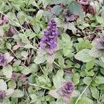 Ajuga pyramidalisFlor