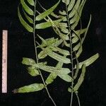 Asplenium juglandifolium Autre